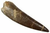 Fossil Plesiosaur (Zarafasaura) Tooth - Morocco #354701-1